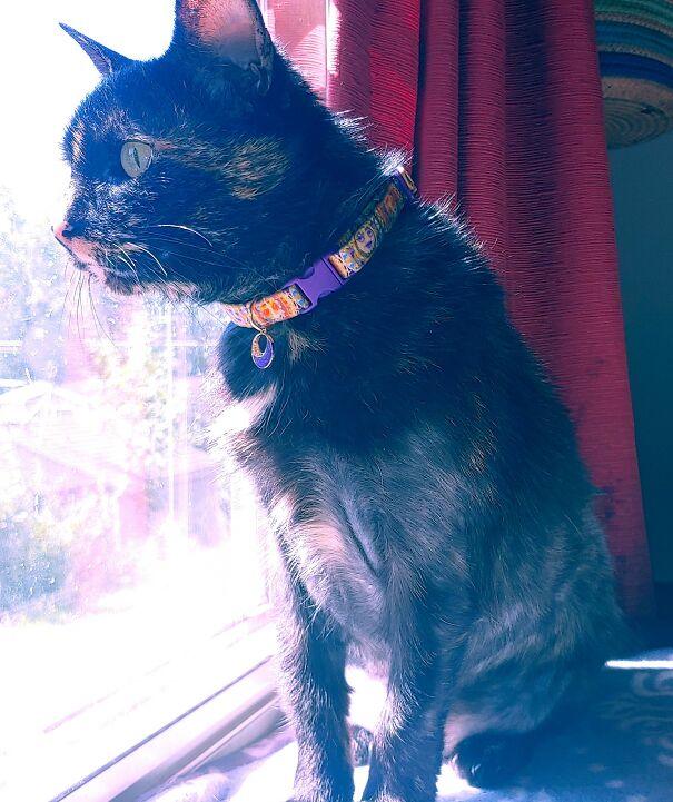 Cinder Looking Out The Window, Pondering On The Secrets Of Life