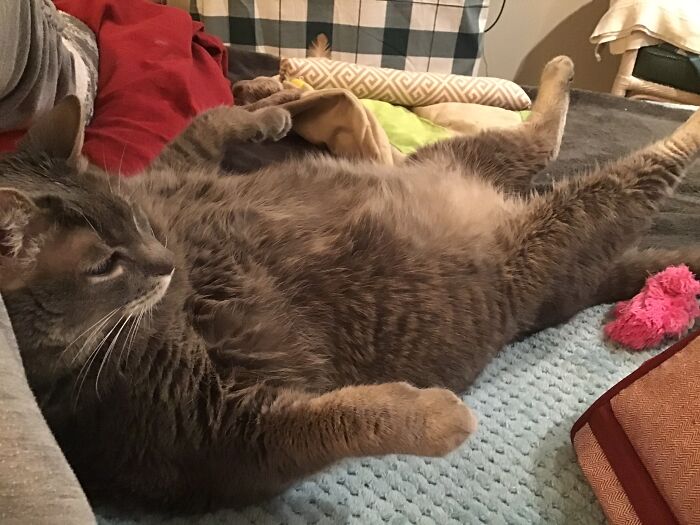 TV Time.. Animal Planet Is His Favorite Channel