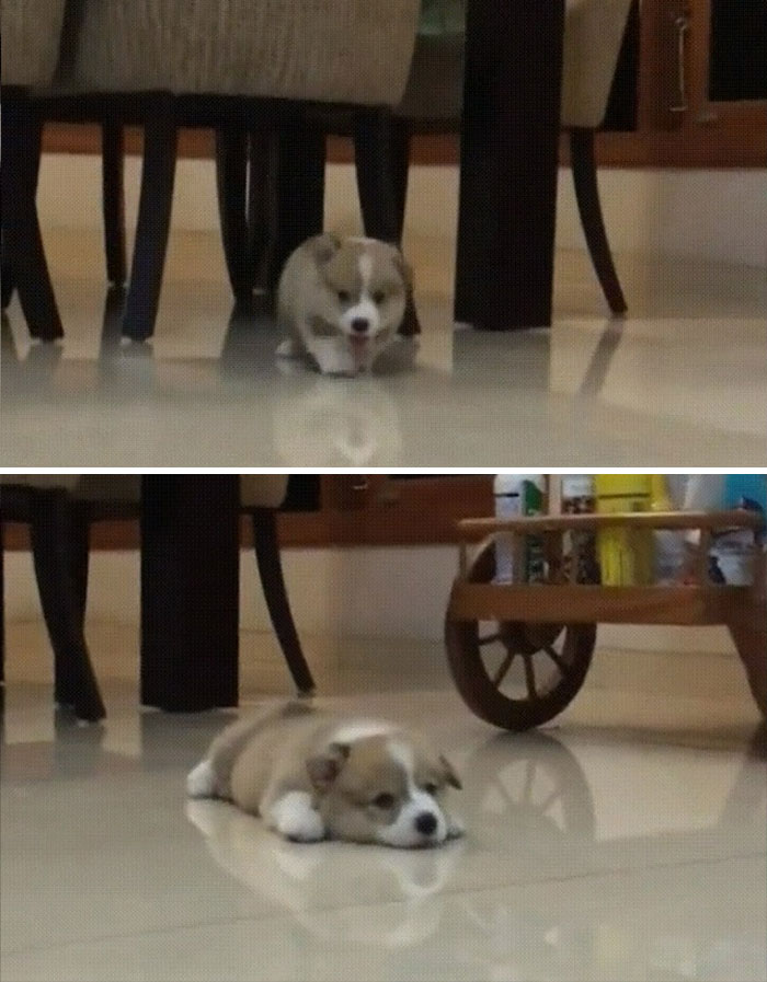 Corgi Puppy Gets Tired Of Walking