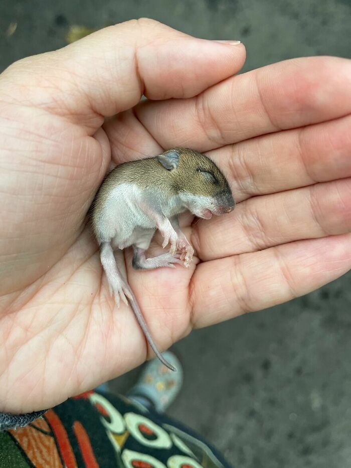 “The Universe Certainly Has A Great Sense Of Humor”: A Twitter User Shared Her Story Of Adopting And Taking Care Of An Abandoned Newborn Mouse