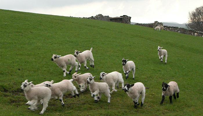 Flock Of Lost Sheep Trots Behind Confused Runner As She Accidentally Becomes Their Leader