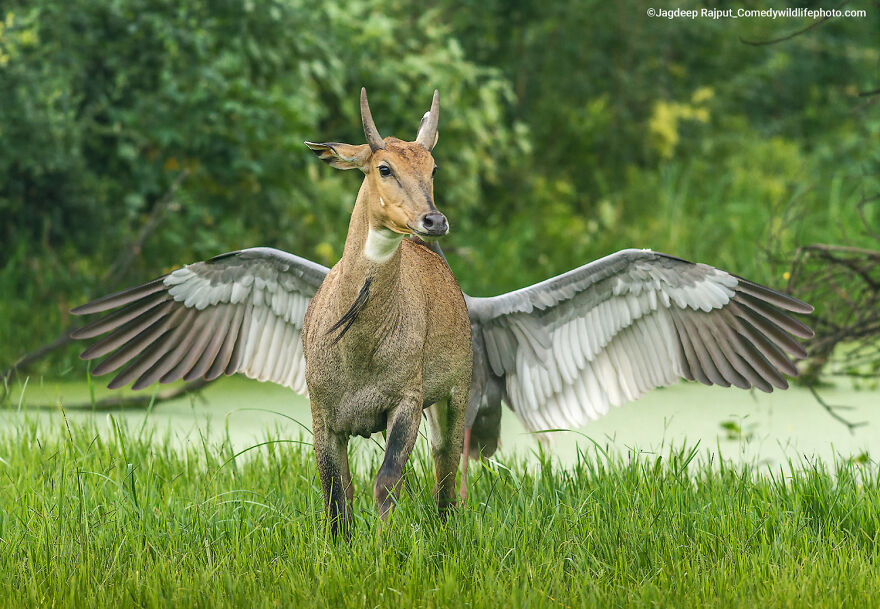 "Pegasus, The Flying Horse" By Jagdeep Rajput