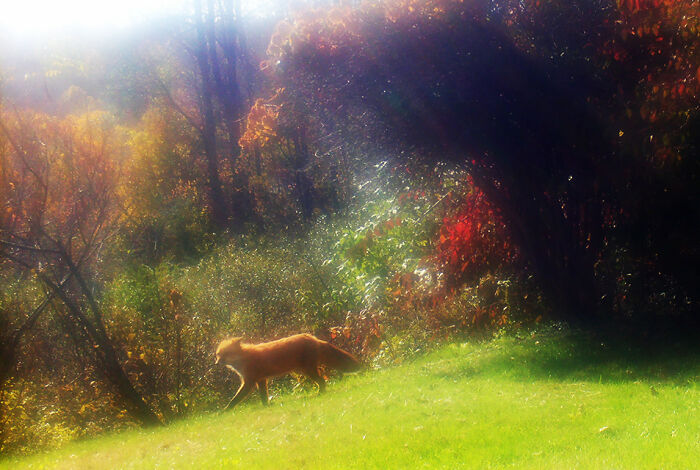 Autumn Fox, Conway, Massachusetts