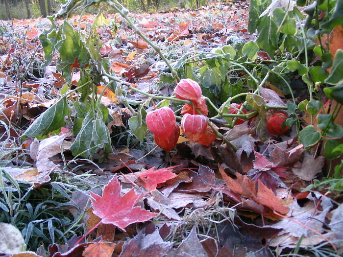 Frosty Japanese Lanterns
