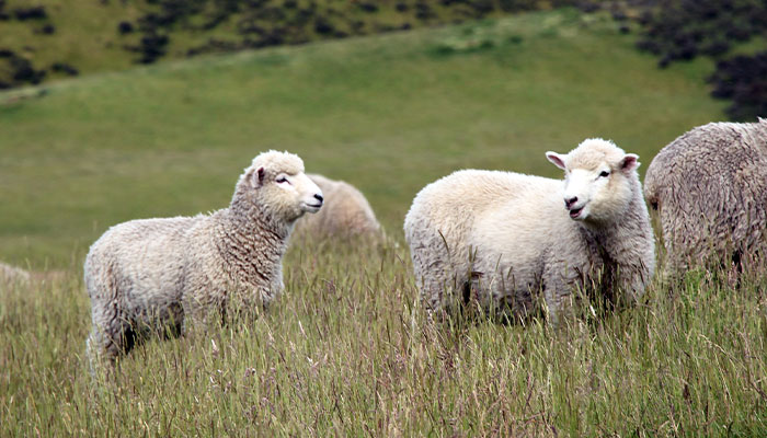 Flock Of Lost Sheep Trots Behind Confused Runner As She Accidentally Becomes Their Leader Flock Of Lost Sheep Trots Behind Confused Runner As She Accidentally Becomes Their Leader