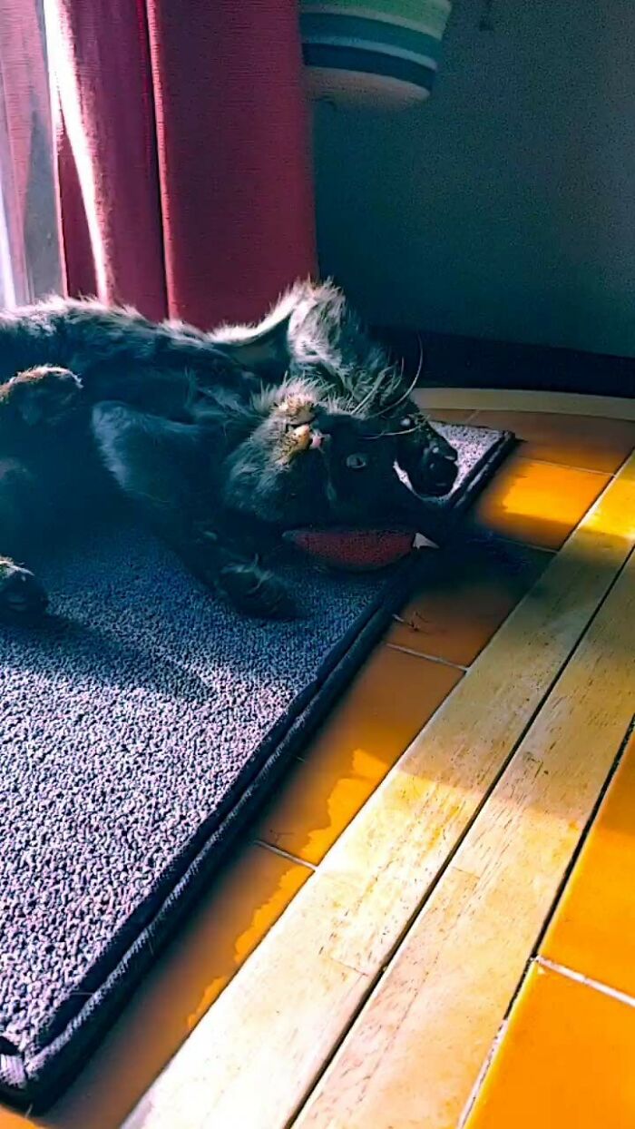 Cinder Having An Existential Crisis