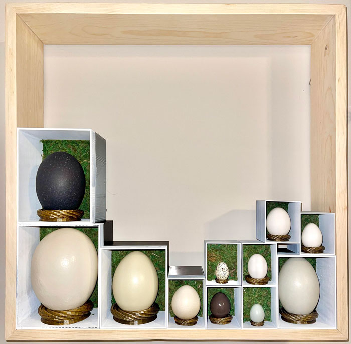 Bird's Eggshell Collection