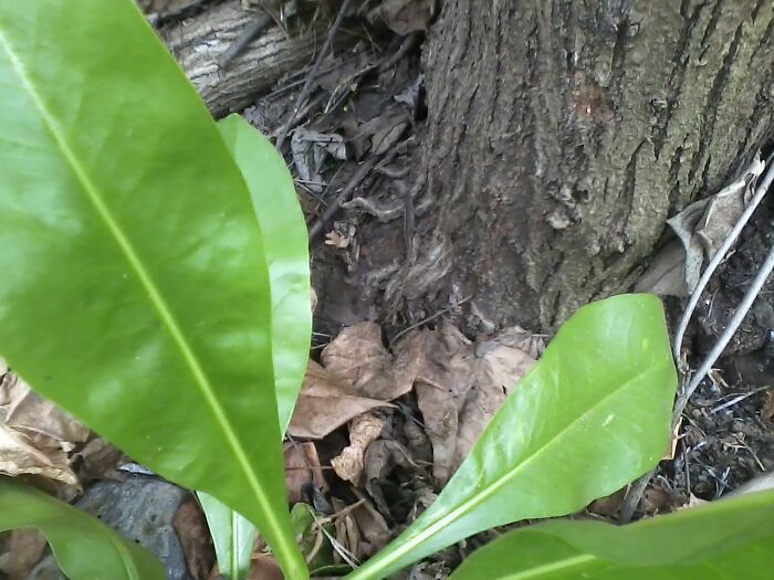 Can You See The Salamander?