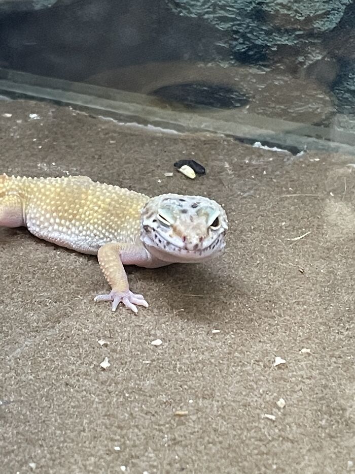 Caught This Leopard Gecko Winking At Work