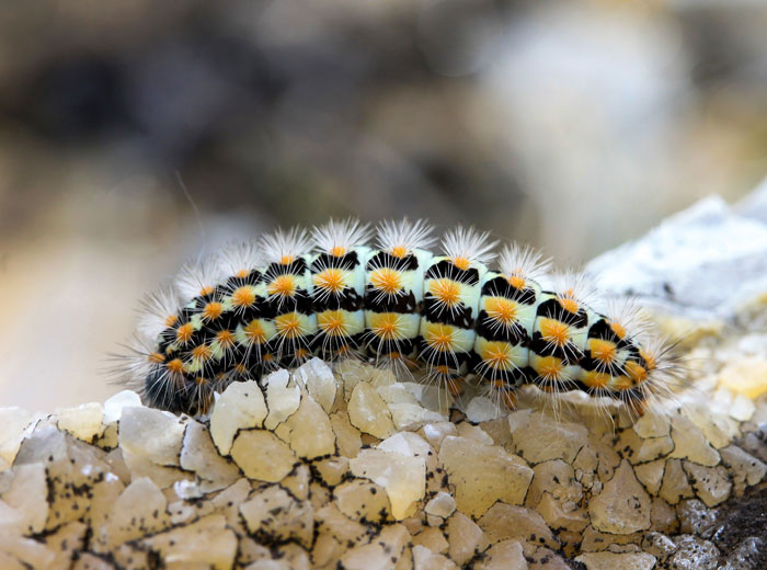 What Is Cooler – The Caterpillar Or The Butterfly?