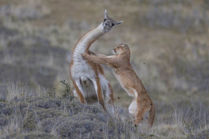 Animals In The Environment: 2nd Classified, Puma Hunting Guanaco By Ingo Arndt