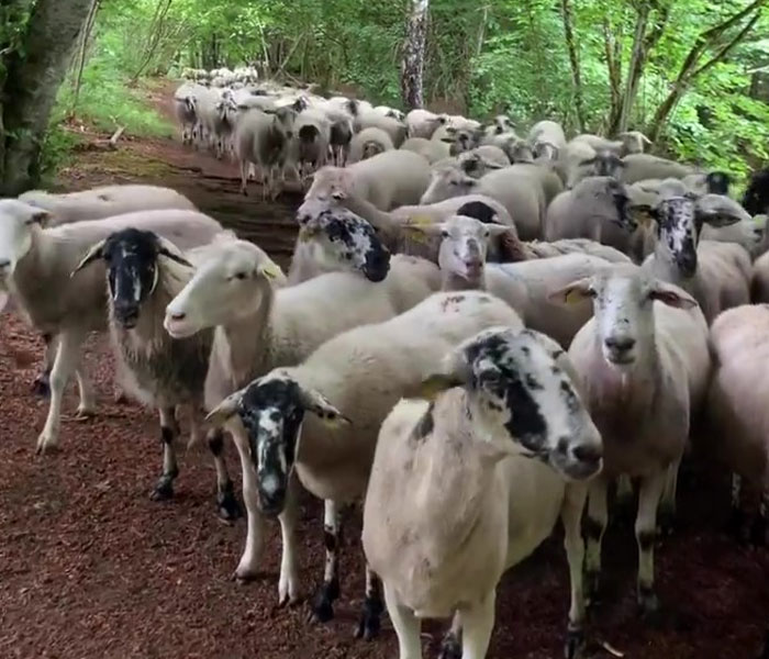 Flock Of Lost Sheep Trots Behind Confused Runner As She Accidentally Becomes Their Leader Flock Of Lost Sheep Trots Behind Confused Runner As She Accidentally Becomes Their Leader