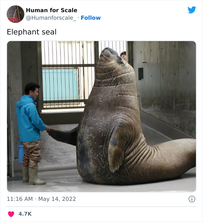 Human-For-Scale-Twitter