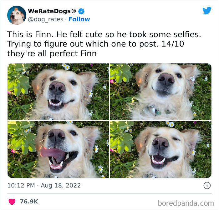 Cute-Dogs-Ratings