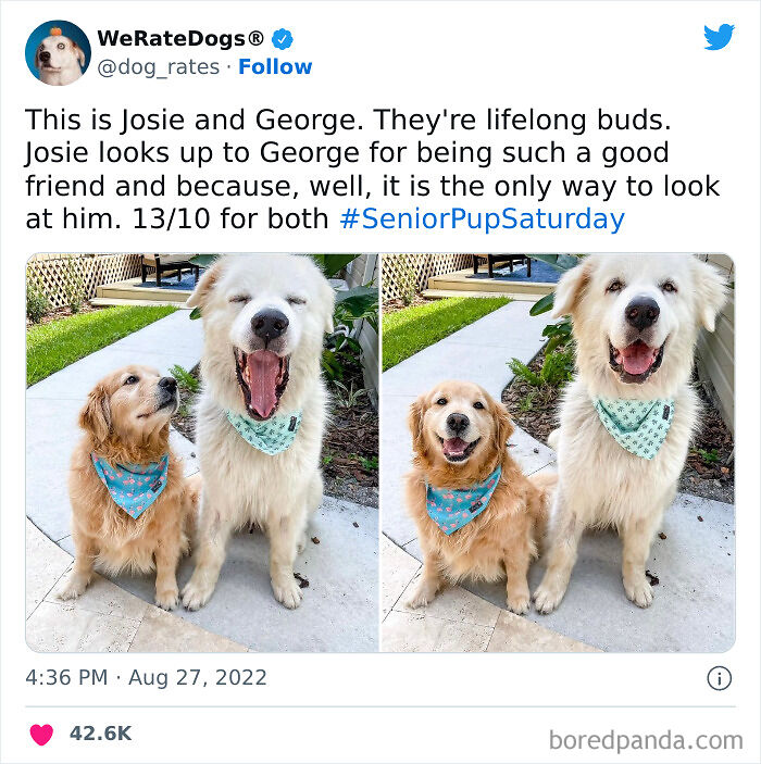 Cute-Dogs-Ratings