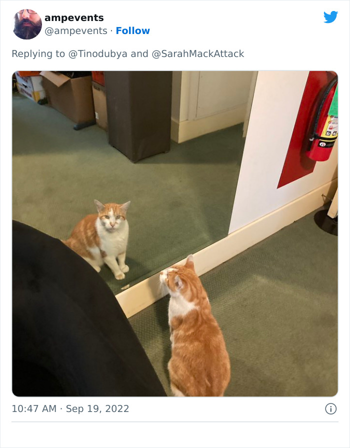 People Are Cracking Up At This Tweet In Which A Woman Tells How She Saw A Cat Being Escorted From A Botanical Garden