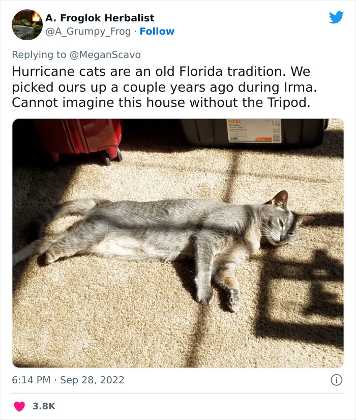 People Online Applaud Ordinary Heroes Who Risked Their Lives To Save Stranded Animals During Hurricane Ian