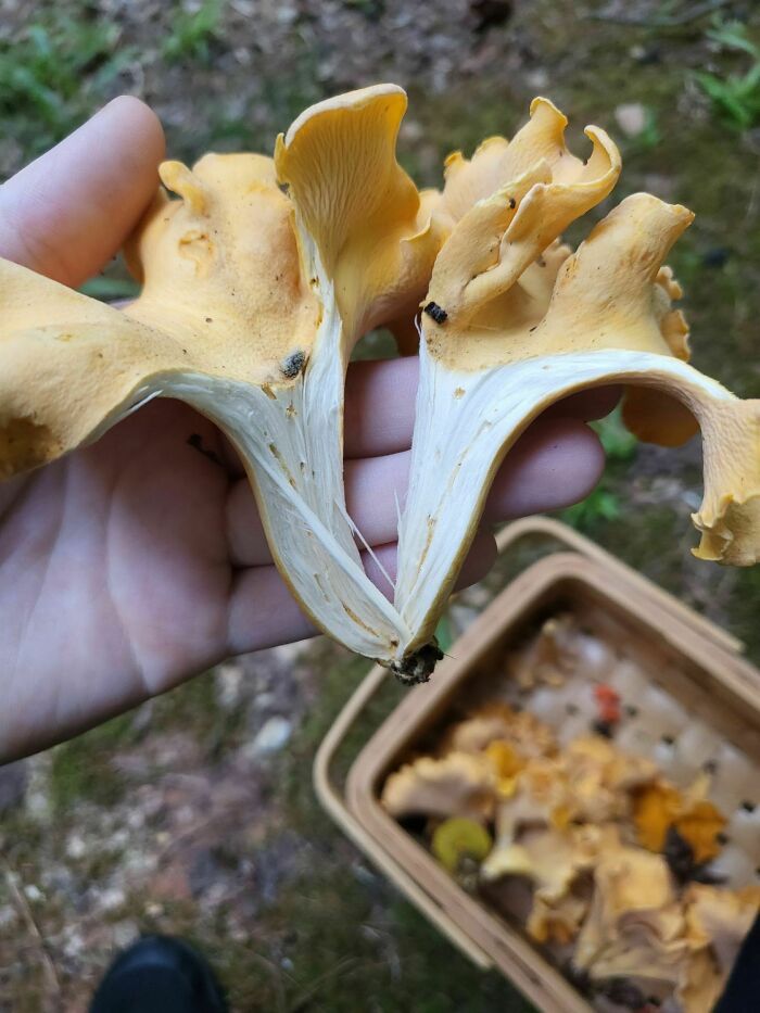 Some Smooth Chanterelles From Back In August