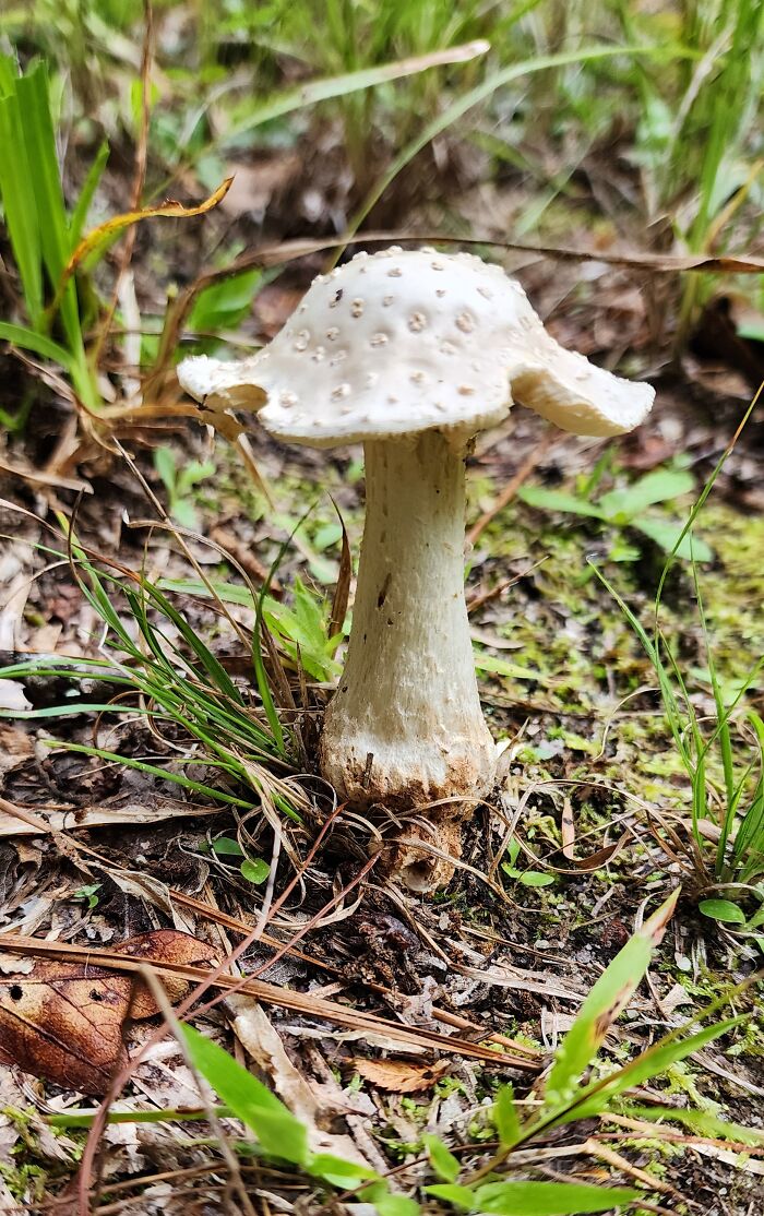 Cleft-Footed Amanita - Georgia