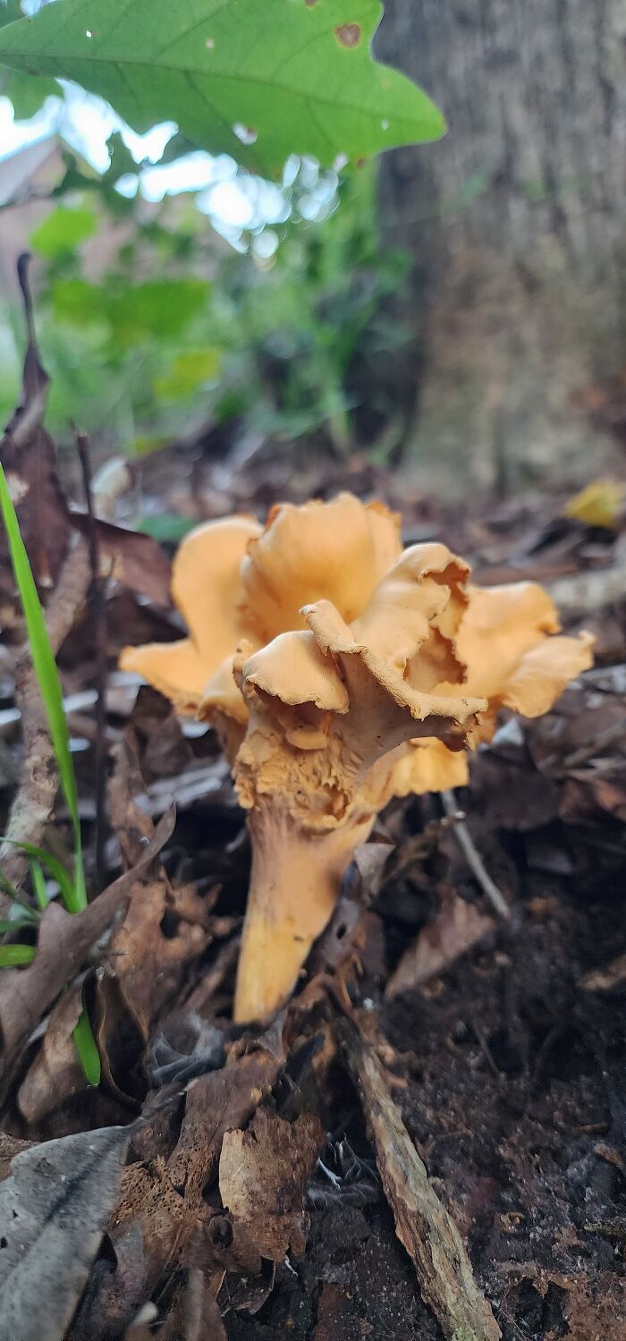 Smooth Chanterelle- Georgia