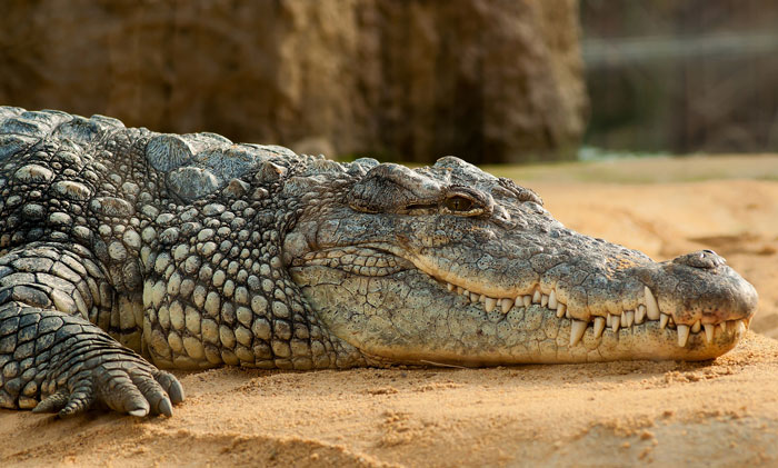 The Crocodile Paradox