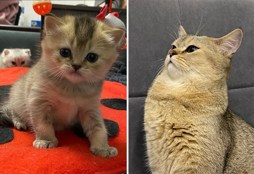 This Community Shows Kittens Then And Now (30 Pics)
