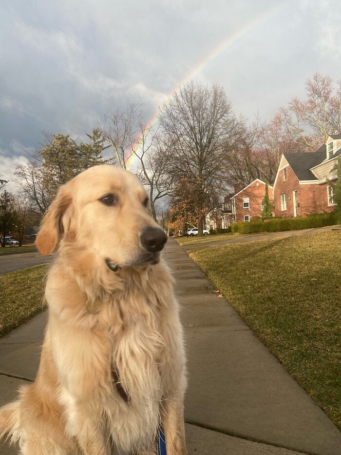 The Golden Retriever At The End Of The Rainbow 🌈