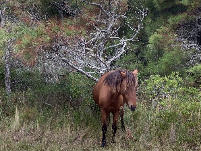 Wild Horse In The Bushes