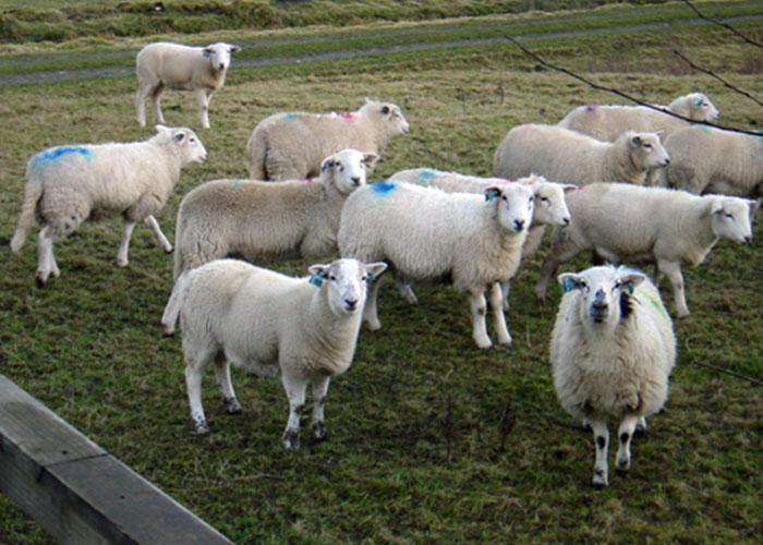 Flock Of Lost Sheep Trots Behind Confused Runner As She Accidentally Becomes Their Leader Flock Of Lost Sheep Trots Behind Confused Runner As She Accidentally Becomes Their Leader