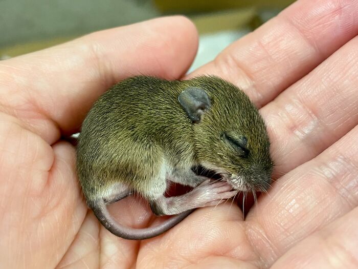 “The Universe Certainly Has A Great Sense Of Humor”: A Twitter User Shared Her Story Of Adopting And Taking Care Of An Abandoned Newborn Mouse “The Universe Certainly Has A Great Sense Of Humor”: A Twitter User Shared Her Story Of Adopting And Taking Care Of An Abandoned Newborn Mouse