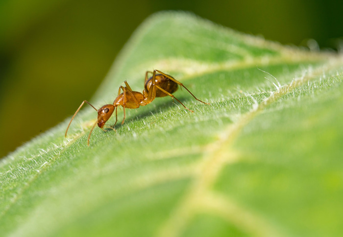 Would You Rather Be As Small As An Ant Or As Tall As A Giant?