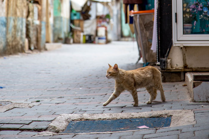 16 Y.O. Loses His Neighbor's Cat That He Was Supposed To Pet Sit, His Mom Is Upset About The Neighbors Refusing To Pay For His Work 16 Y.O. Loses His Neighbor's Cat That He Was Supposed To Pet Sit, His Mom Is Upset About The Neighbors Refusing To Pay For His Work