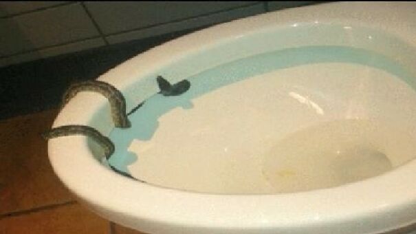 2013-Snake-found-in-Starbucks-toilet-6349b5c82474f.jpg