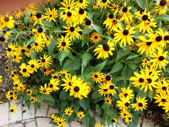 Black-Eyed Susans In My Yard That Grew From A Small Bush