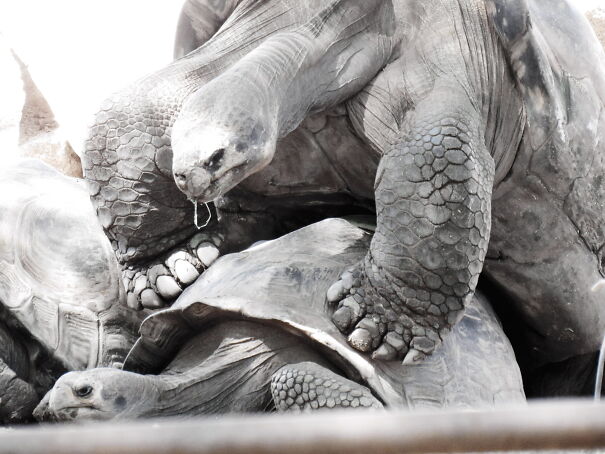Tortoise Love