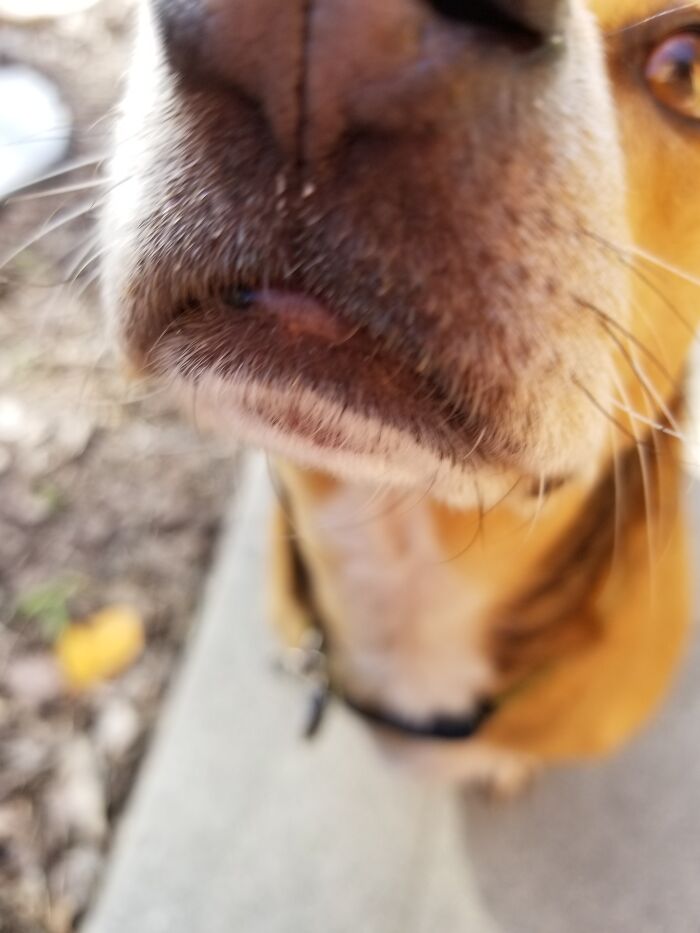 Just Wanted To Take A Nice Picture Of My Dog Outside