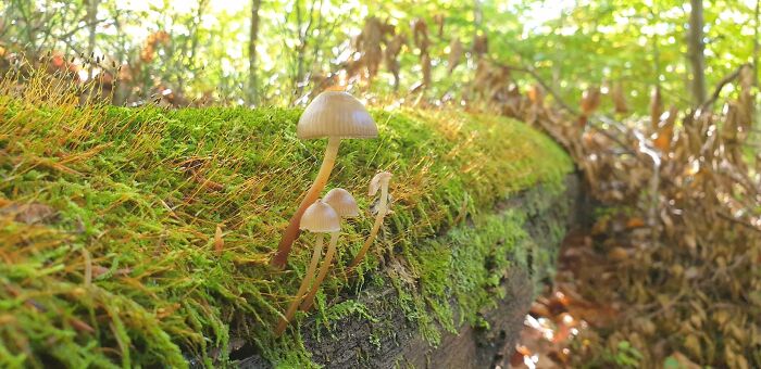 Almost Macro Photography. I Really Love This Amazing World Of Mushrooms...have A Lot Of Pics Taken Around The Woods Of Europe