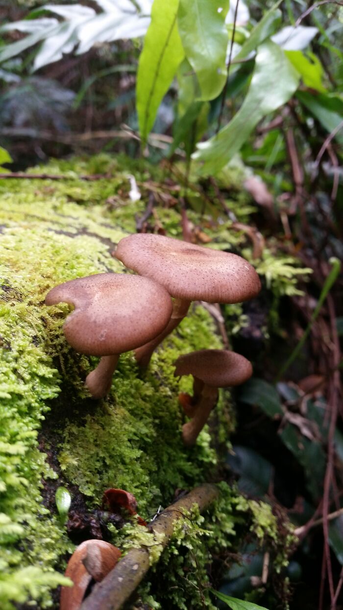 Fungi Spotting In Aus