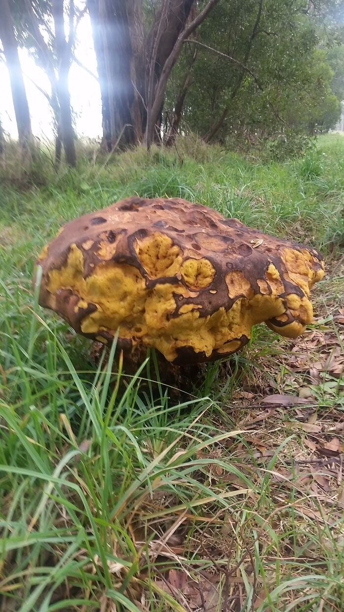 Massive Shroom. 50cm(20inches)wide. Anyone Able To Identify?