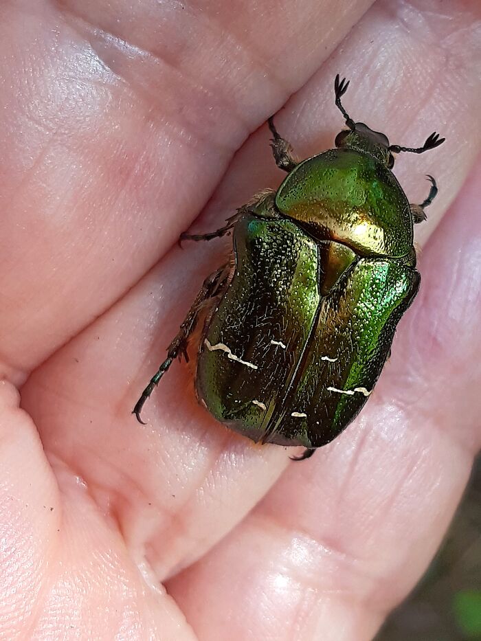 This Wonderful Scarab Flew Onto My Terrace, Survived" Playing" With My Cat And Flew Away Unharmed To World!