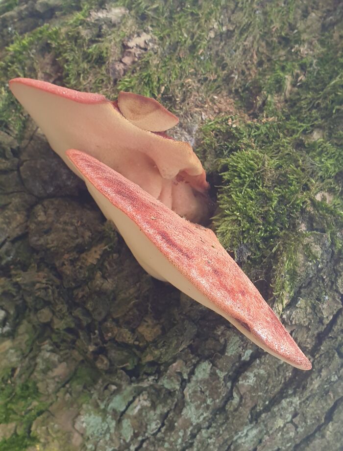 Beef Mushroom. Deliciously Eaten Cooked Or Raw