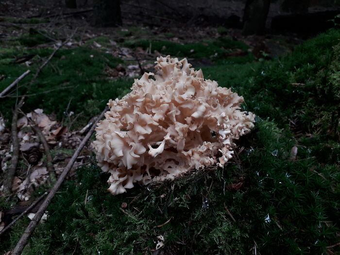 I Guess It's A Cauliflower Mushroom (Lower Saxony, Germany)