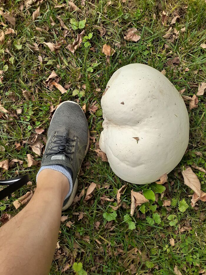 Foot Sized Mushroom