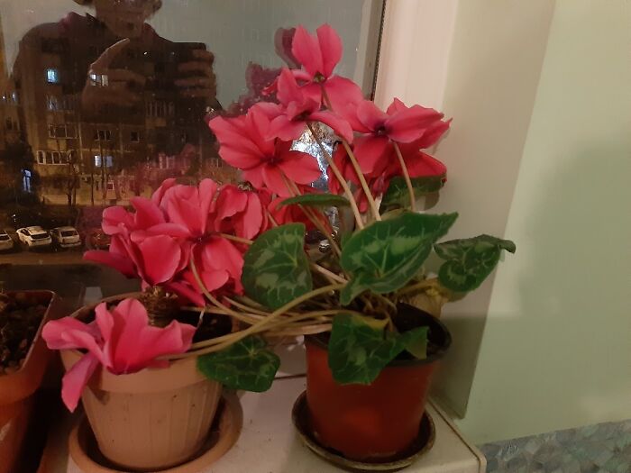 Didn't Pay Much Attention To This Cyclamen... Until It Collapsed Under Flowers