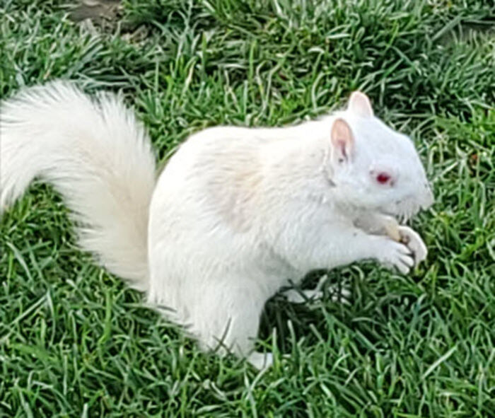 The Time I Found An Albino Squirrel In Washington Dc!