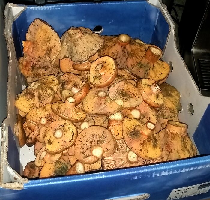 Forraged Some Saffron Milk Caps