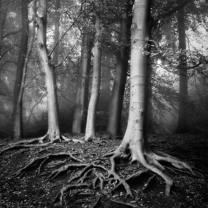 Black And White Commended: Dominic Williams, 'Three Silver Birches'