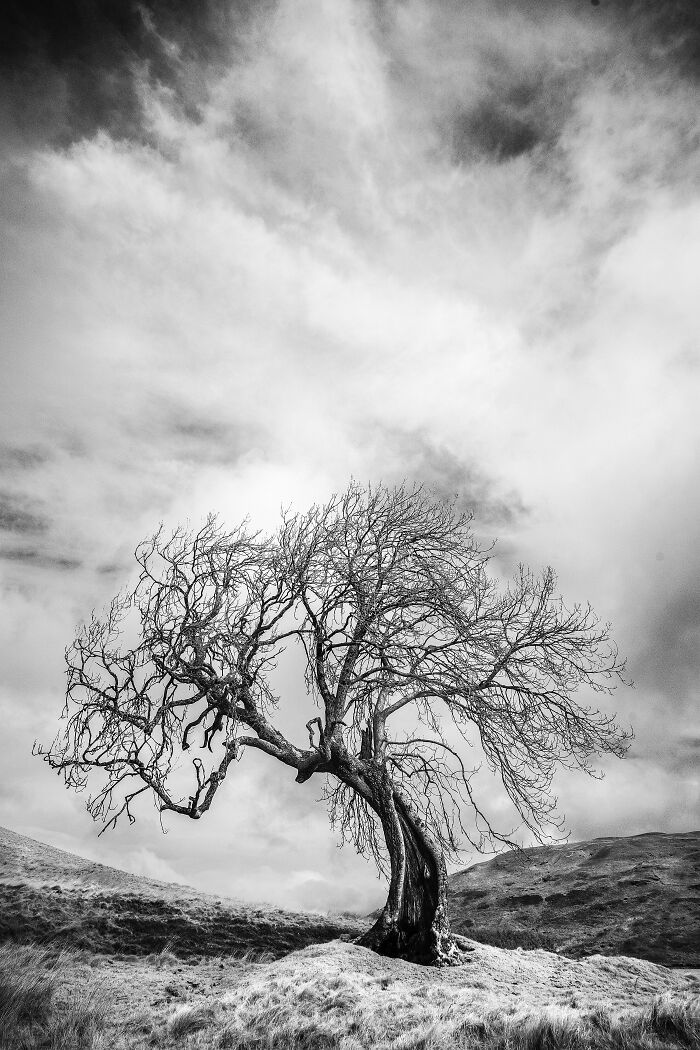 Black And White Commended: Peter Paterson, 'Frandy Tree'