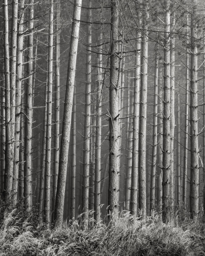 Black And White Commended: Paul Constable, 'Carbon Sink #1'