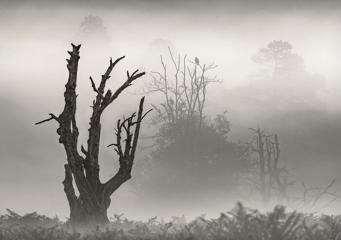 Black And White Commended: Geoff Kell, 'Buzzard Tree'